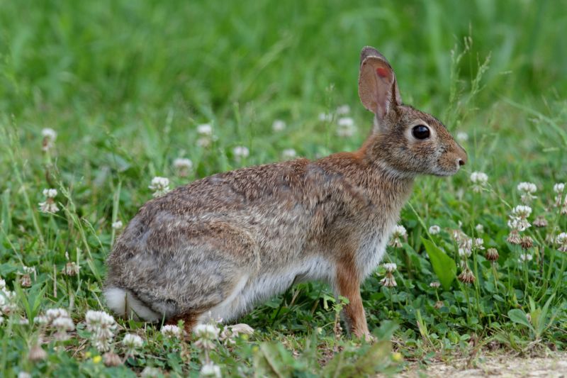 Wildlife Removal Service