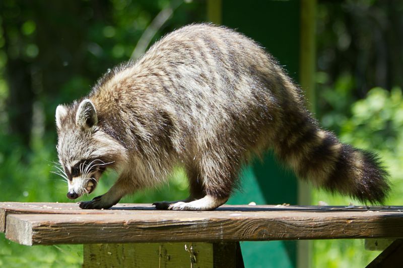 Common Wildlife Problems Homeowners Face