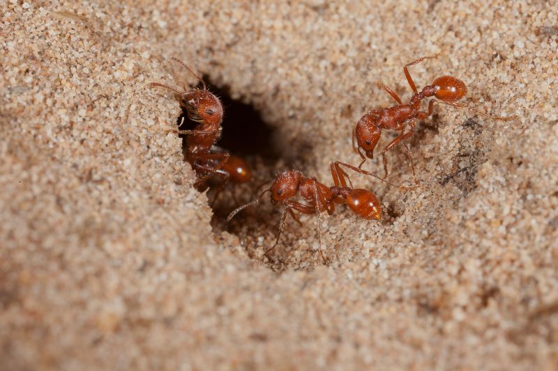 Red Ant Extermination in Fort Worth, TX
