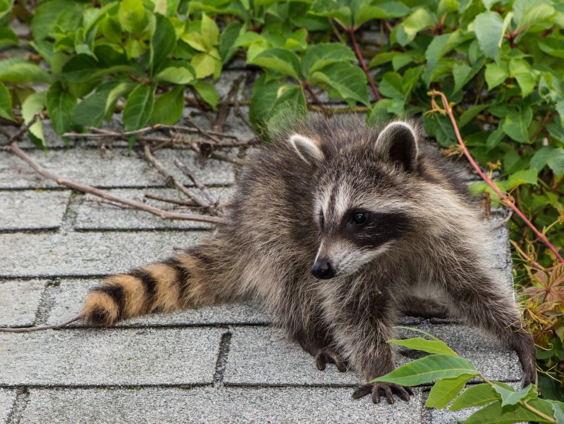 Signs You Have Raccoons In Your Attic And Why Professional Removal Matters