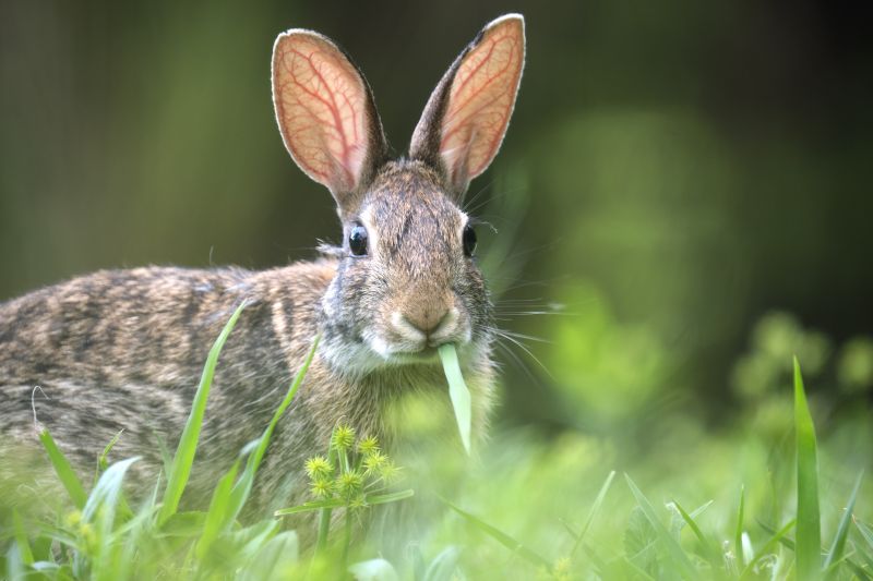 Why Rabbits Nest Under Decks And Sheds-How Removal Services Address It