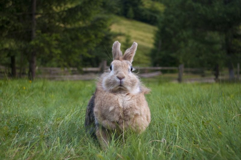 Get Rabit Control - Schedule Service Today