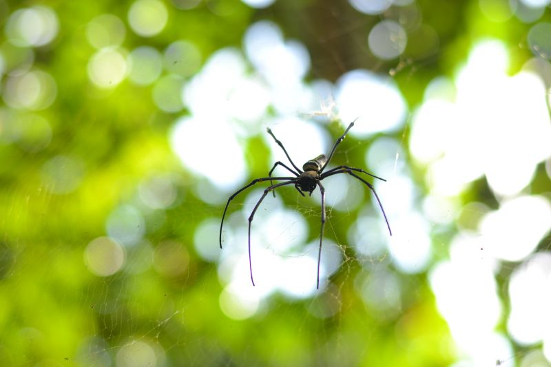 Common Spiders Extermination in Fort Worth, TX